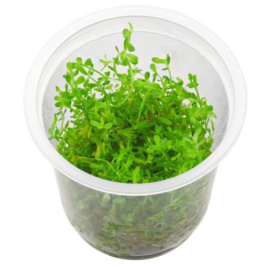 Ротала манипуренсис (меристемное растение)